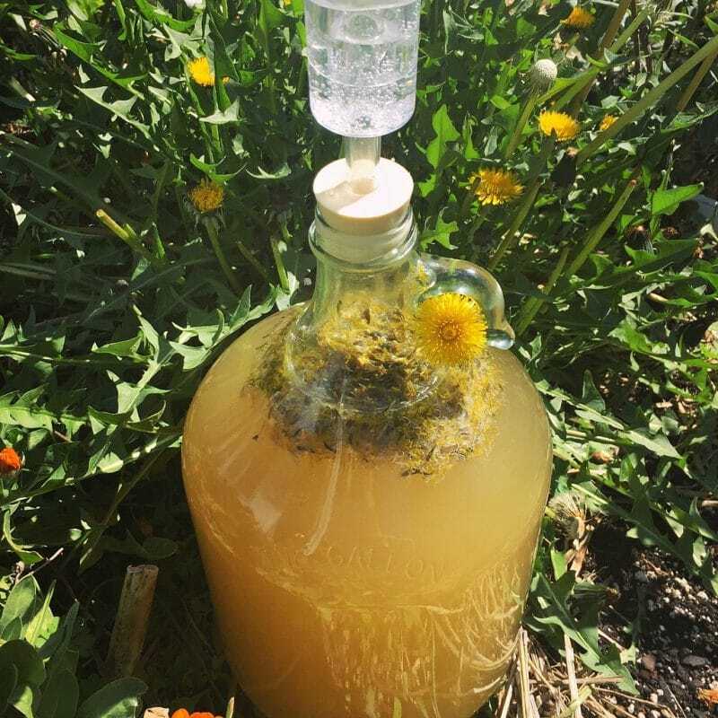 GrowForCookFerm's tweet image. Dandelion Mead Recipe 👉🏽 ift.tt/QoZ2D6K

Make mead with your foraged dandelions! Dandelion petals have a lovely honey flavor, making for a perfect addition to this mead recipe. It&apos;s a little different than dandelion wine, and one of my very fav… ift.tt/M6gUDNd