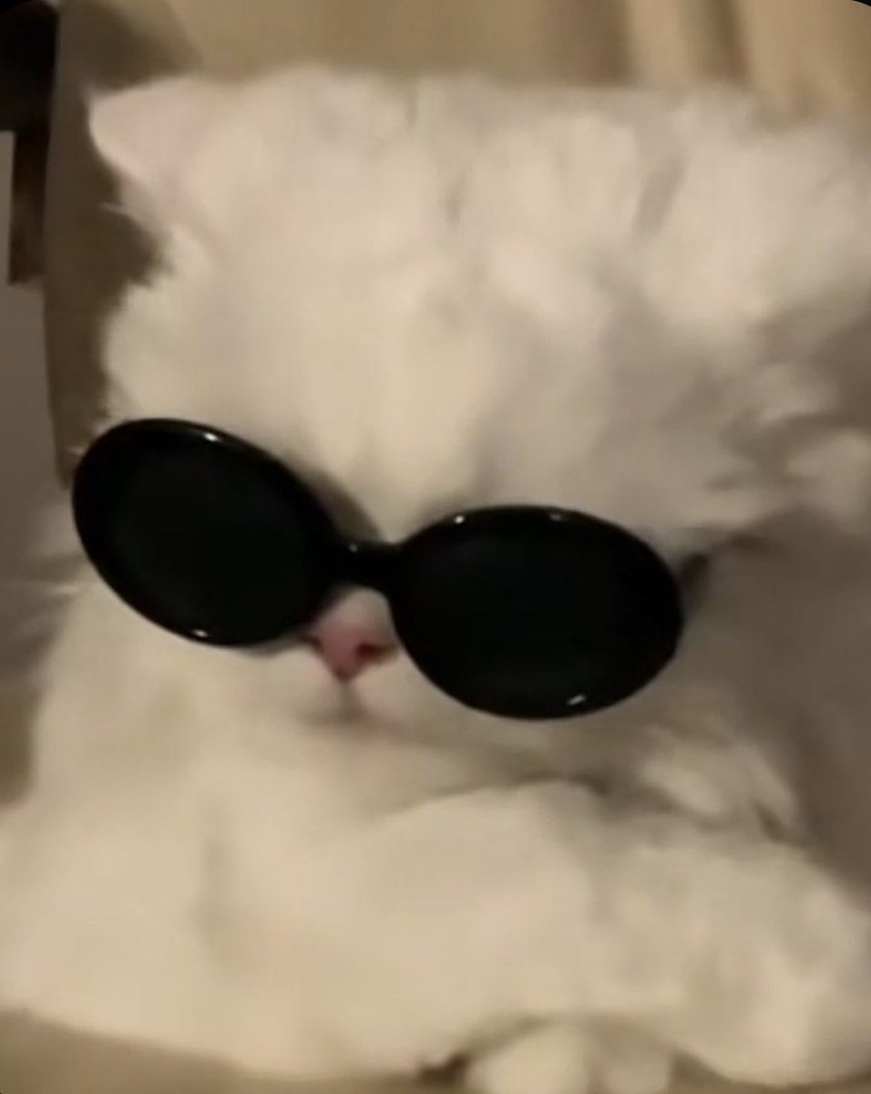 🐱 tweet media