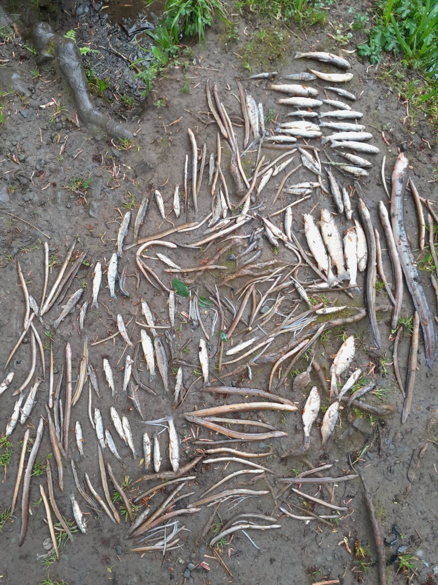 InlandFisherIE's tweet photo. Read here IFI's statement regarding fish kill in Co Clare: https://t.co/oyMnNKiUtO https://t.co/Z3EYwVoIx4