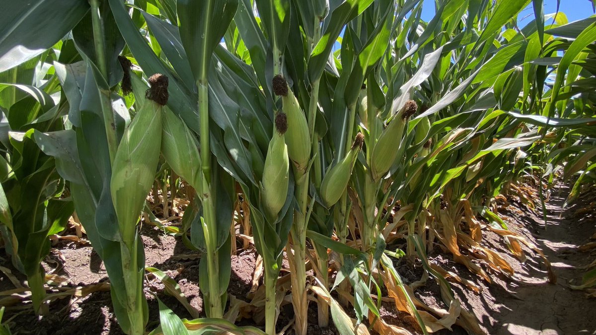 EXPERIENCIA CON MAÍZ ENANO DE @Bayer4CropsMX

¿Realmente consume menos agua?💦🌽

Este es un campo donde se estableció maíz enano VITALA (zona 2), y maíces tradicionales (zona 1 y 3), todo con riego por gravedad.

Nota: Ver zonas en el mapa de abajo👇🏻