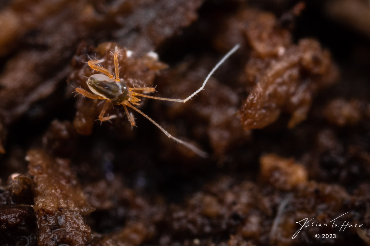 terra_aliens's tweet photo. Happy #MiteMonday!

Those #deadwood #mites (Linopodes) are just stunning and incredibly fast. They were definetly worth going on #macrophotography safaris in winter and sitting in the cold for hours.

#biodiversity #biodiversityrocks #SoilBiodiversity #artenvielfalt https://t.co/uaOvtmYMWs