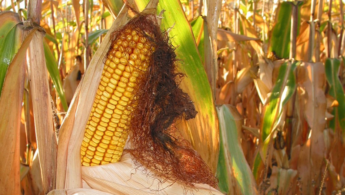 GoodinGrain's tweet photo. DYK, if you keep cornmeal and cornflour sealed in air-tight containers and in a cool place they will keep longer? 🌽 Learn more about cooking with corn here.
=> https://t.co/QVjEFKAjIE #YourFarmers #OntarioFarmers #OntarioGrains #GrainCorn #Cornmeal #CornFlour #TrainWithGrains https://t.co/jVt8nKHQ1l