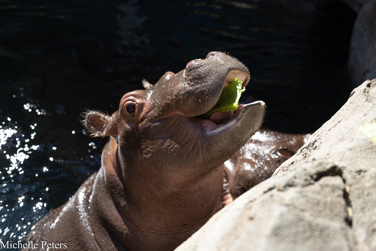 Fritz's reminder to eat your greens! Hippos mainly eat a herbivorous diet, with grass, leaves, fruit, and aquatic plants making up most of their diet.