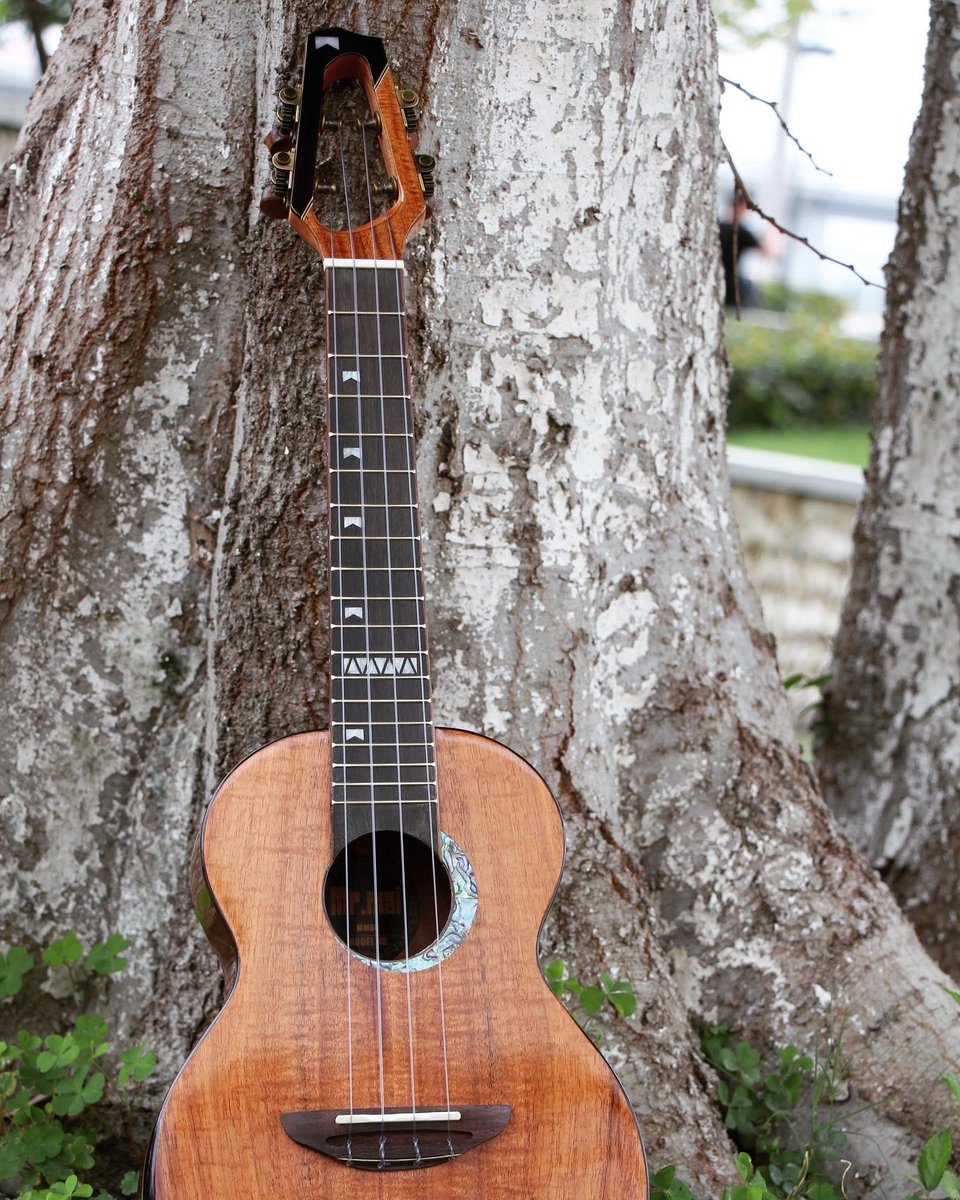 MM80 ukulele/ Top solid Koa/Gloss Finish /with armrest /concert ukulele #Mrmaimusic #Mrmaiukulele #ukuleleconcert   #ukulelemusic #ukulelecovers 
#ukulelelover #Ukulélé #우쿨렐레 #ウクレレ
#ukuleleshop #ukulelesoprano #guitarra #guitarcover 
#guitars #musicshop #musicstore