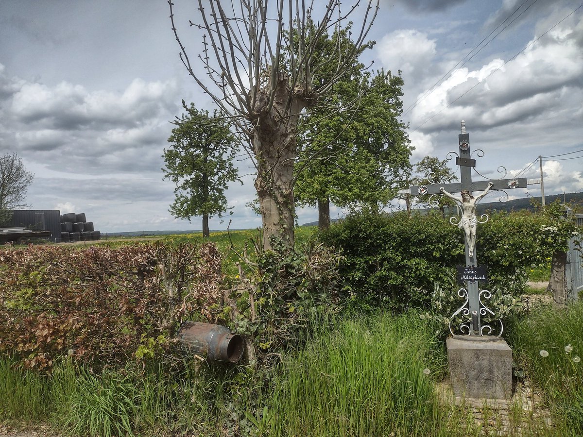 Wegkruis met knot-es bij Moresnet (prov. Luik, B.).

Croix de chemin avec un frêne têtard en Moresnet (provence de Liège, Belgique)