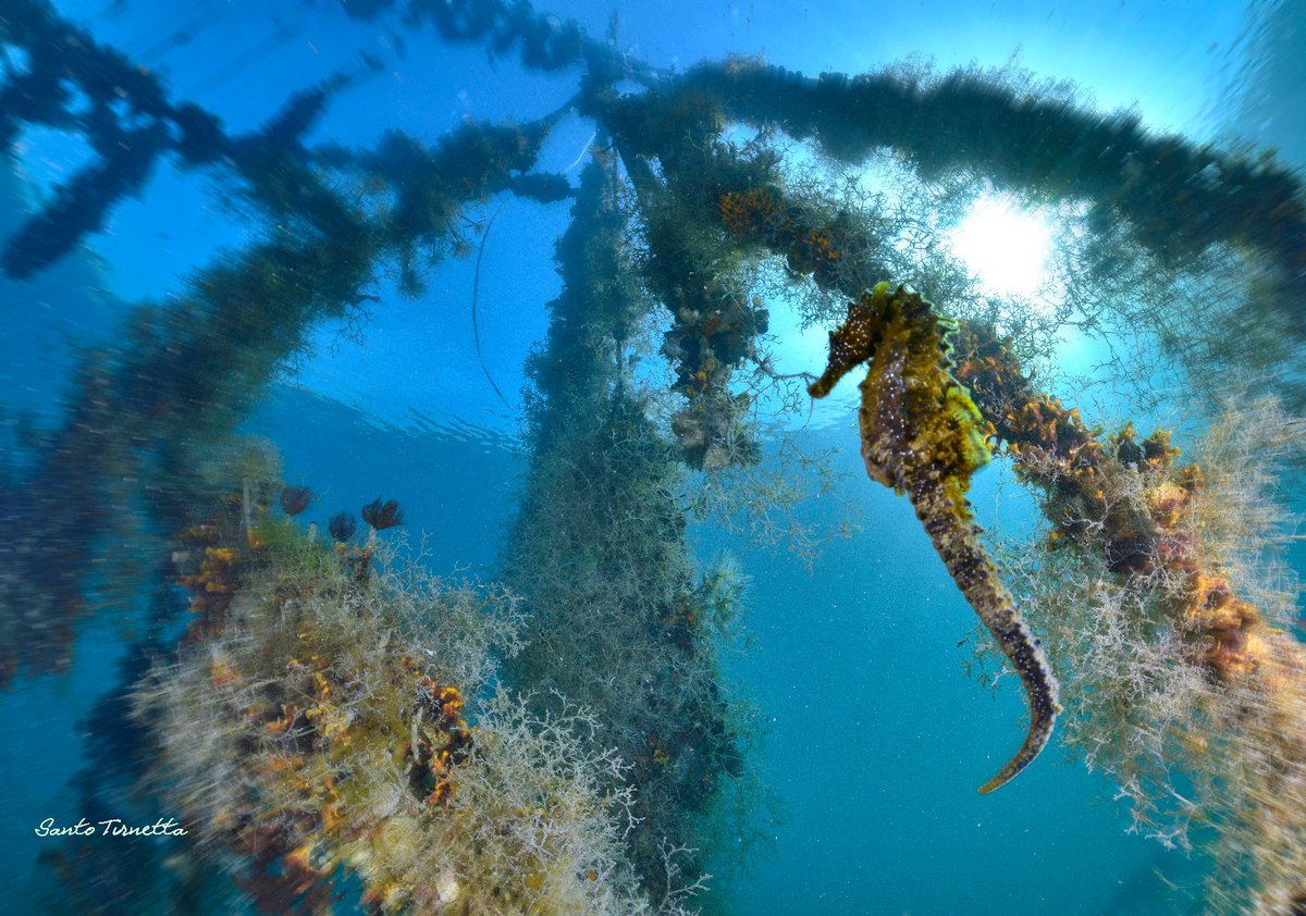 Dino7018's tweet photo. @eurosyng  Seahorses are often bonded to artificial habitats. https://t.co/kedzYstb30