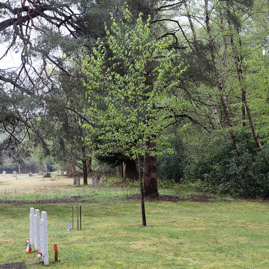 TofP_official's tweet photo. Here are two 🇸🇰🌳planted in 🇬🇧 by #ServareEtManere in 2019 and 2023 photographed on @Coronation2023 Day! The 1️⃣ was planted by 🇸🇰 President @ZuzanaCaputova in the #TreeOfPeace program and the 2️⃣ with flowers in the #QueensGreenCanopy program. Photos by #FriendOfPeace @WyrdLight. https://t.co/8y7lV6LmBu