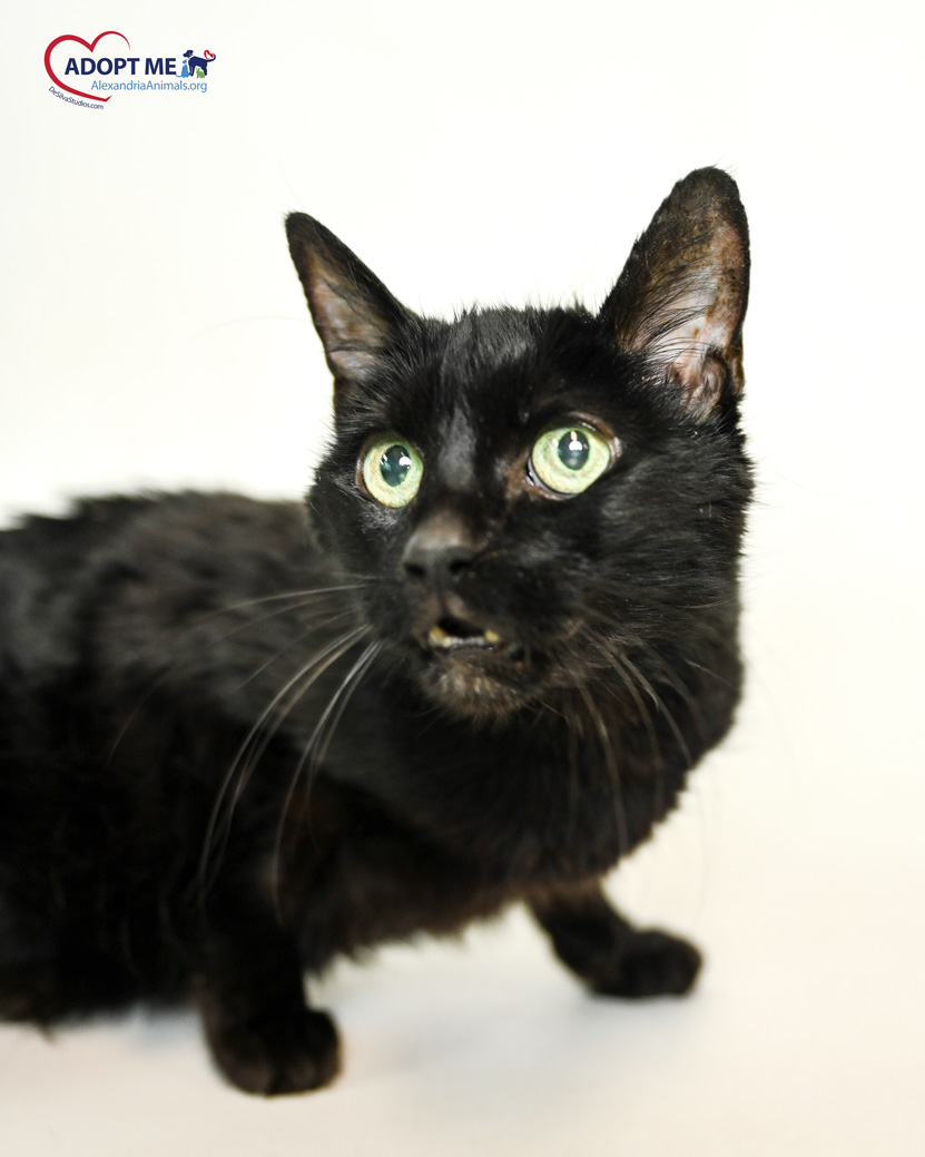 AlexAnimals's tweet photo. Nomi and Harmony are two gorgeous green-eyed gals who are looking for new families and homes. Come meet them and all of our other adoptable felines today until 7 p.m.! #alexanimals #alexandriava #alexandriacats #novacats #dmvcats https://t.co/CGKIr8oSGm