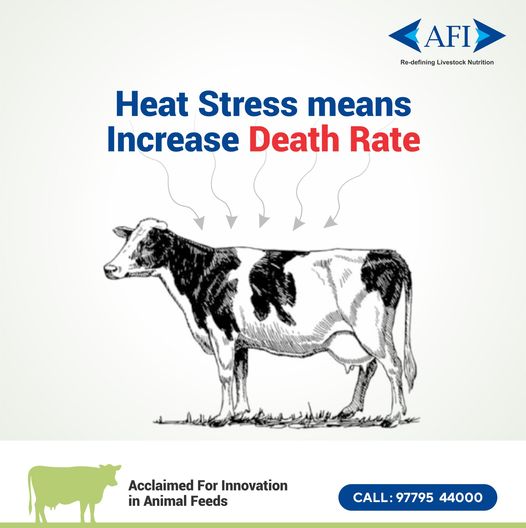 Heat stress also leads to increased lameness, disease incidence, days open and death rates.
For more information, Call - 9779544000
#HeatStress #Dairy #Feed #AnimalFeed #AnimalHealth #MilkProduction #AnimalNutrition #Farming #IndianDairyFarmer #DairyIndustry #DairyFarmer