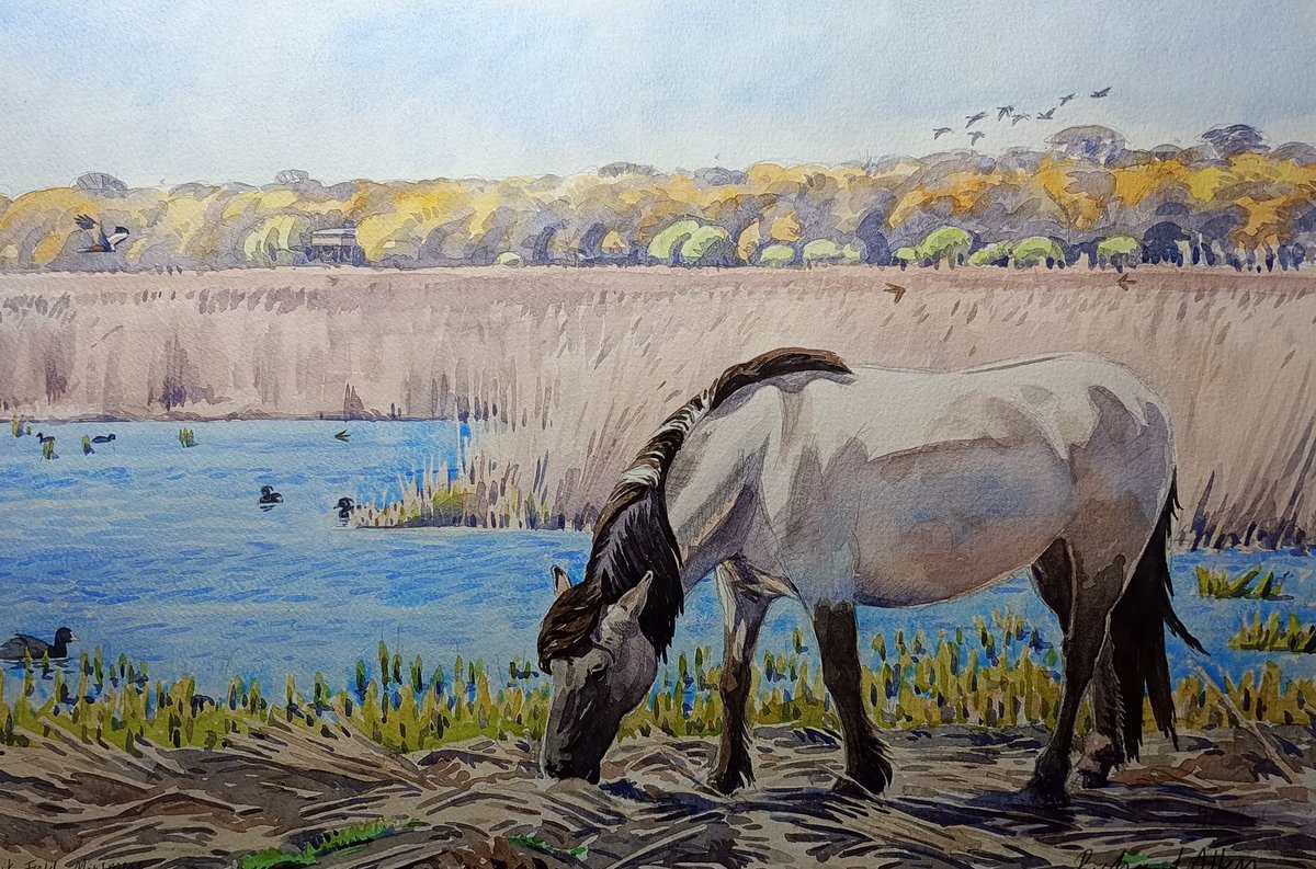 Konik pony, Minsmere
Getting work together for Anglian Arts Project exhibition at The Craft House, Woodbridge 24-30 May, 10.30-4.30 @RSPBMinsmere @SuffolkBirdGrp @suffolkwildlife @SuffolkAONB 
@thesuffolkcoast