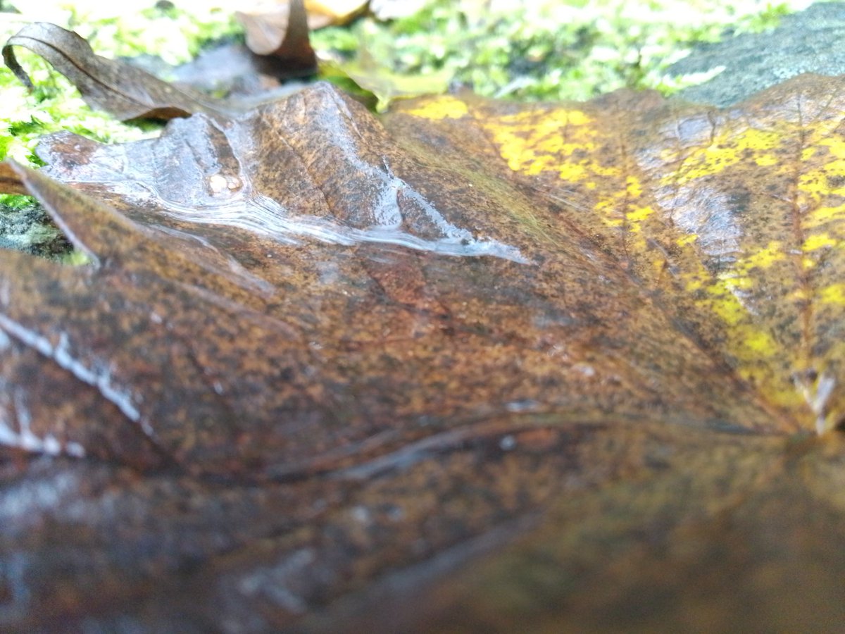 SimpleShots1's tweet photo. Leaf

#Leaf #closeup #nature https://t.co/zyjAovv1GR