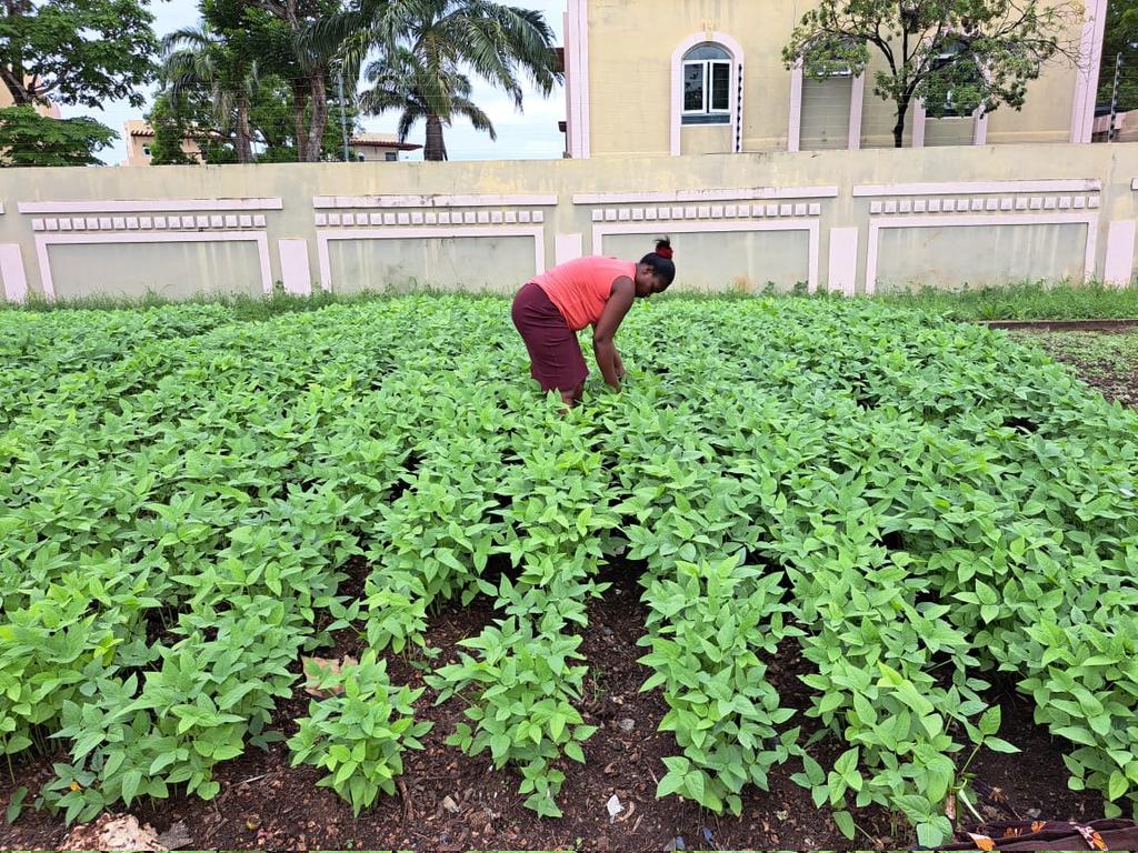 cefresa_ke's tweet photo. 🌧️🌧️🌧️🌧️🌧️🌧️🌧️🌧️🌧️
The vegetables are ready 
Sema tukuletee wapi🤩

#rains #LeadToSaveNature https://t.co/FcmGL7WU3r