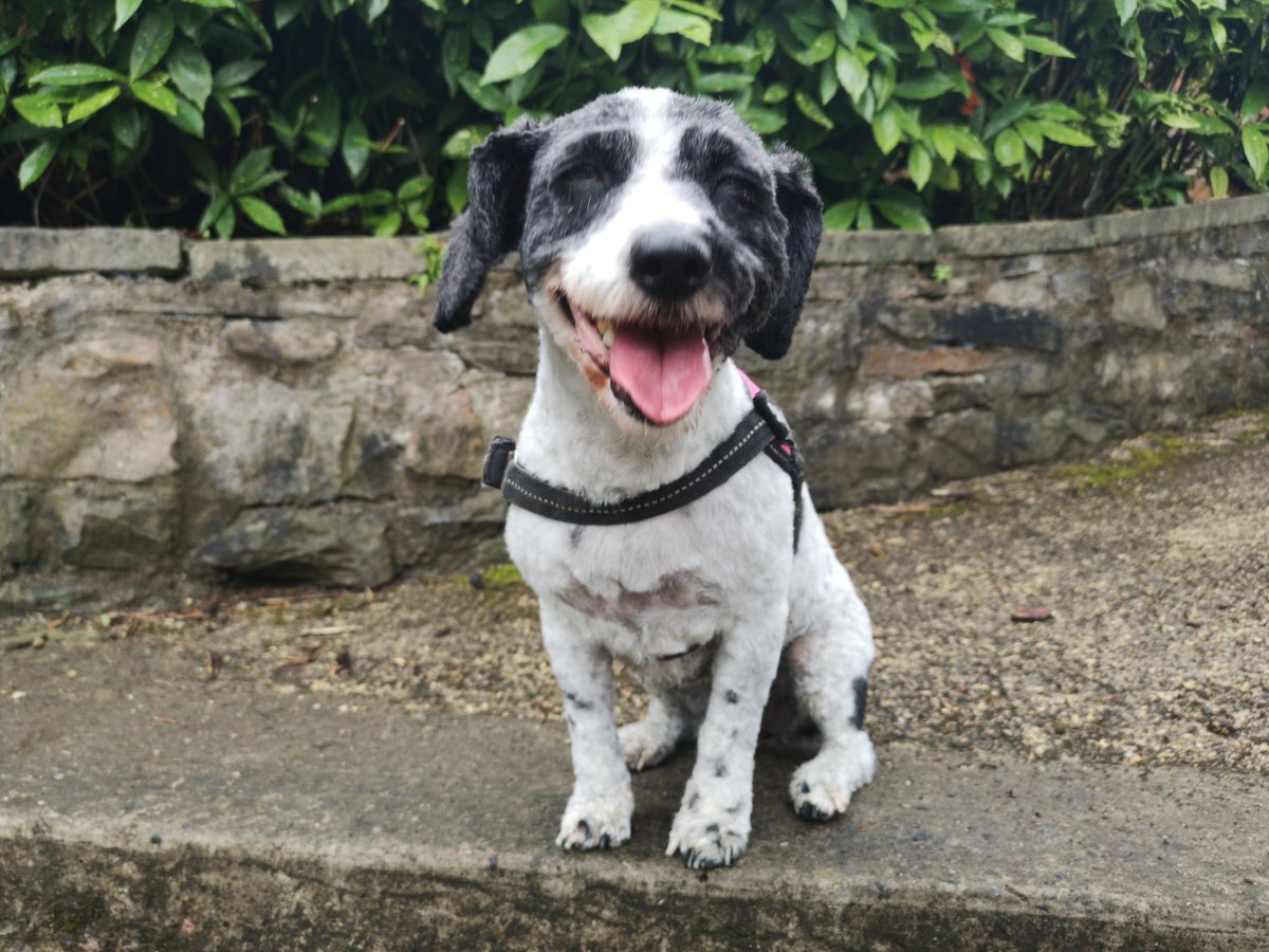 It's Rosie's birthday, she's 10 today! 🥳