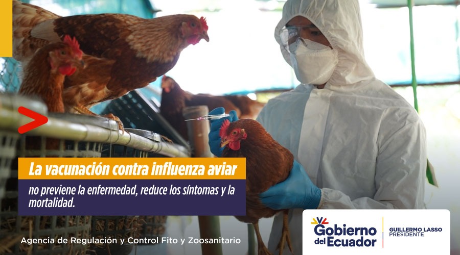 🐔 La vacuna contra influenza aviar es una herramienta que se complementa con la implementación de las medidas de bioseguridad, así cuidas tu inversión ✅. #JuntosContraLaInfluenzaAviar