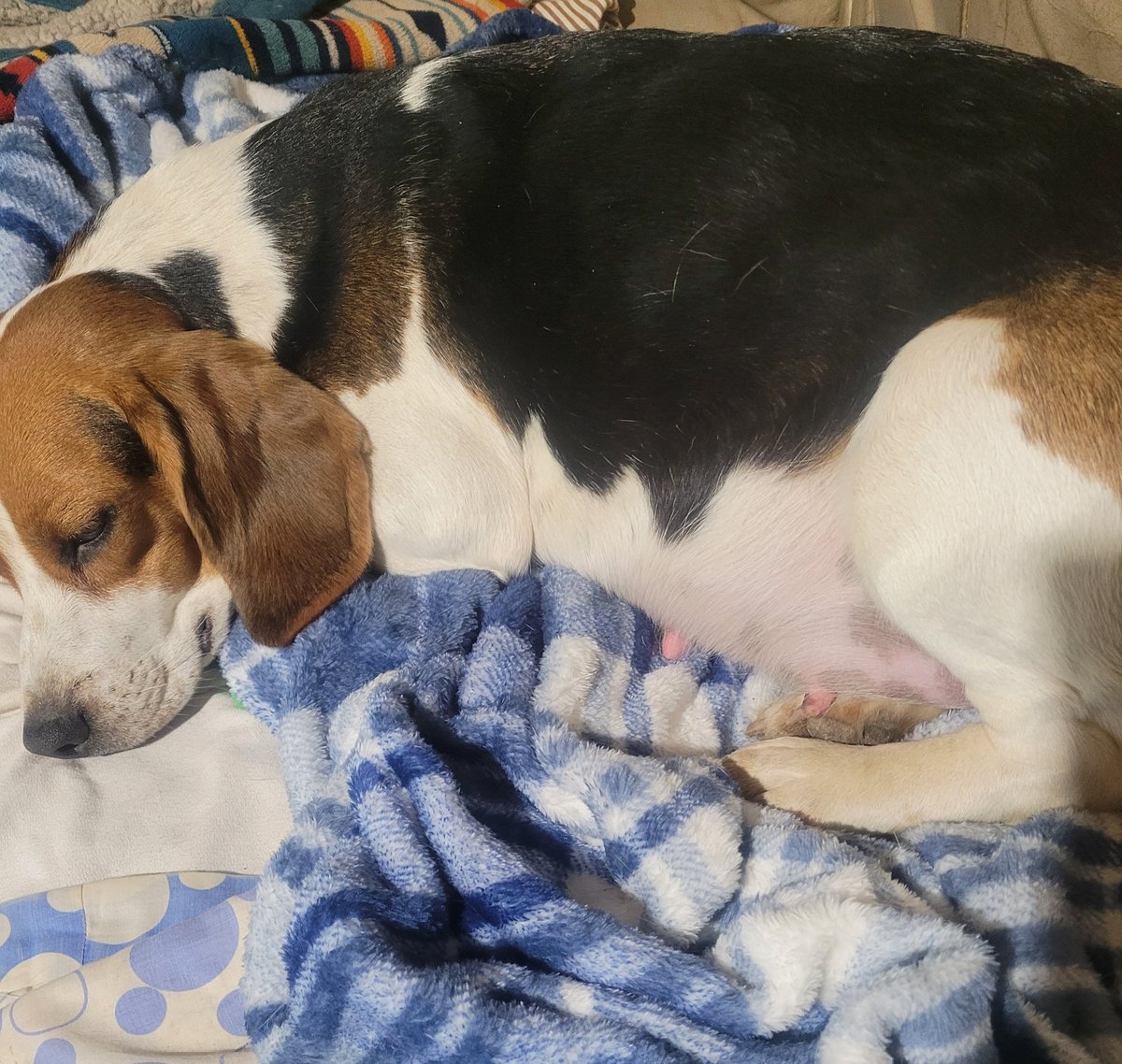 Kati_tucky's tweet photo. Daisy and Cletus are having puppies in about a week. #beagle #lemonwhitebeagle #pregnantbeagle #huntingbeagles #rabbitdogs https://t.co/mbweBvAzco