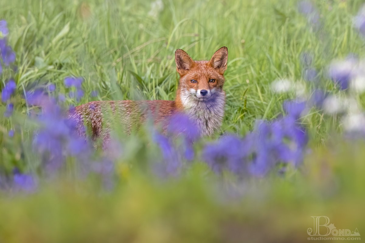 Gorgeous fox in the bluebells 😍
#foxoftheday #FSPrintMonday #wexmonday