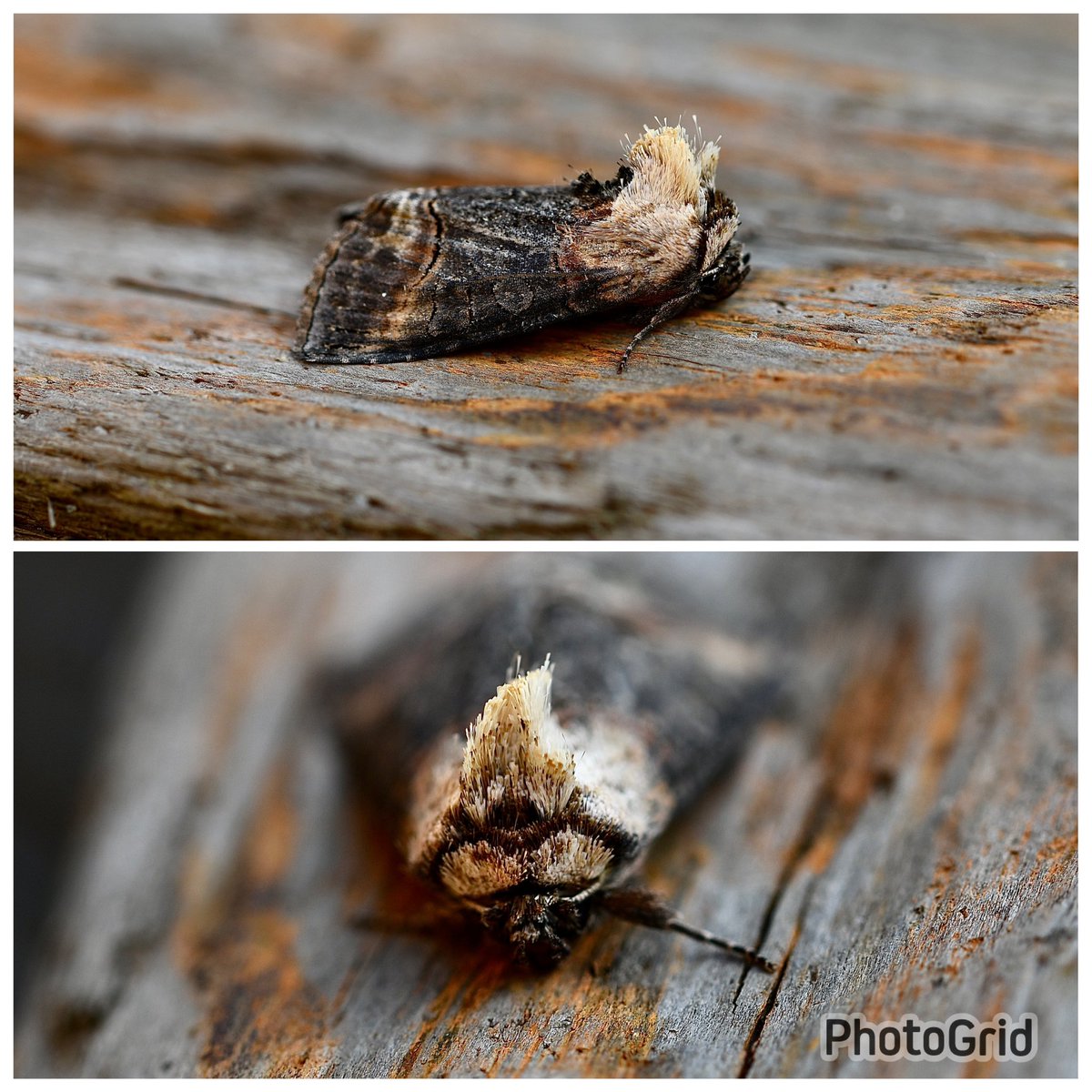 Also Pale Prominent (2), Angleshades, Brindled Pug, Dark Spectacle, Cinnabar (2), Diamond-back,Brimstone all NFY #moths @norfolkmoths @NorfolkNats @BC_Norfolk @savebutterflies #mothsmatter