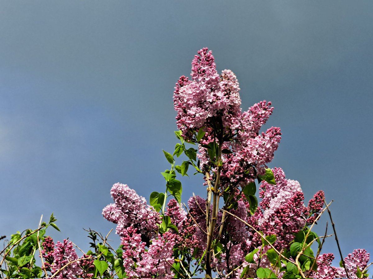 Lilac, May 2023 
#lilac #SplashOfColour