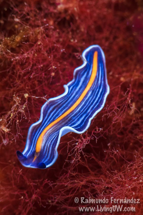 A neon blue flatworm. (Photo Raimundo Fernandez)