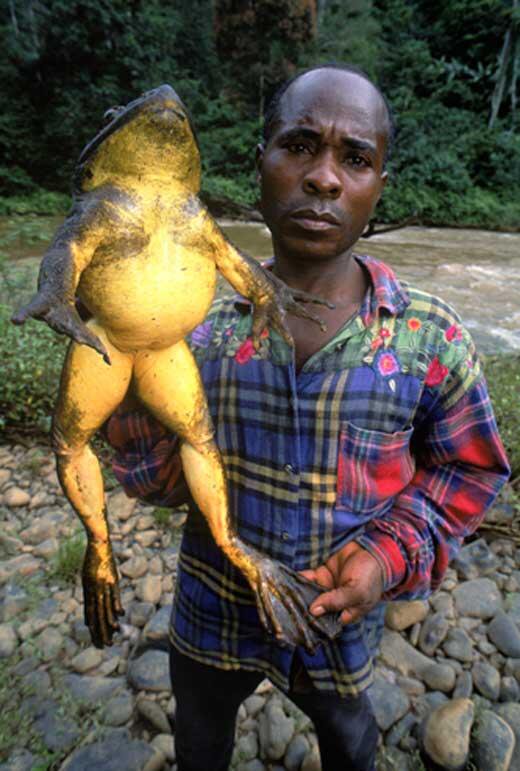 The goliath frog of West Africa is the largest frog in the world. It can grow to 33cm in length & weigh up to 3kg.