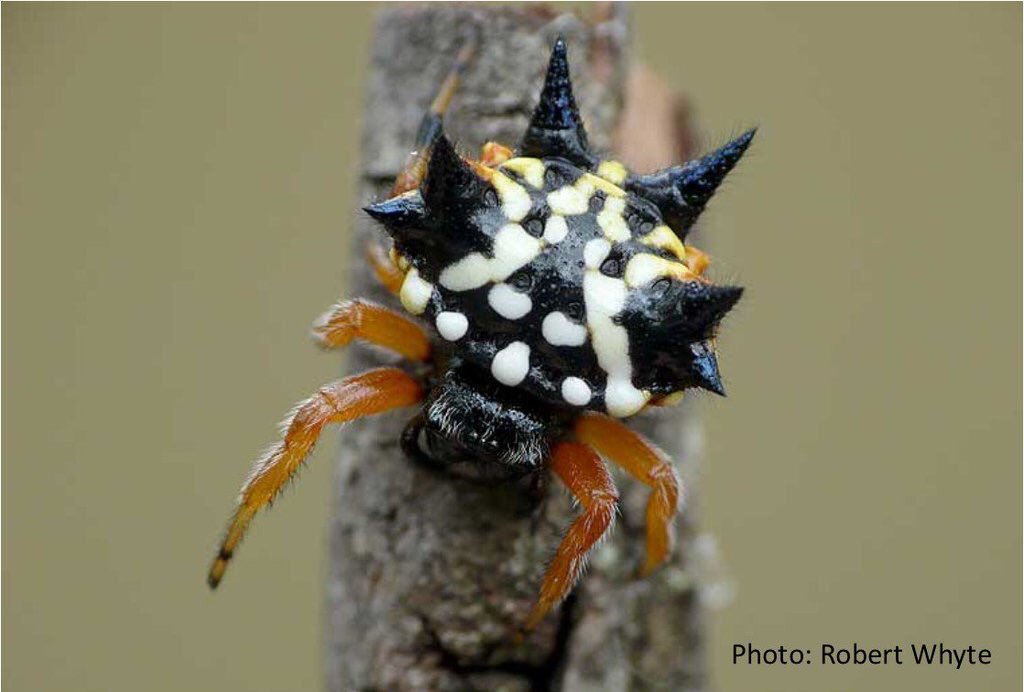 The Christmas spider of Australia. (Photo Robert Whyte)