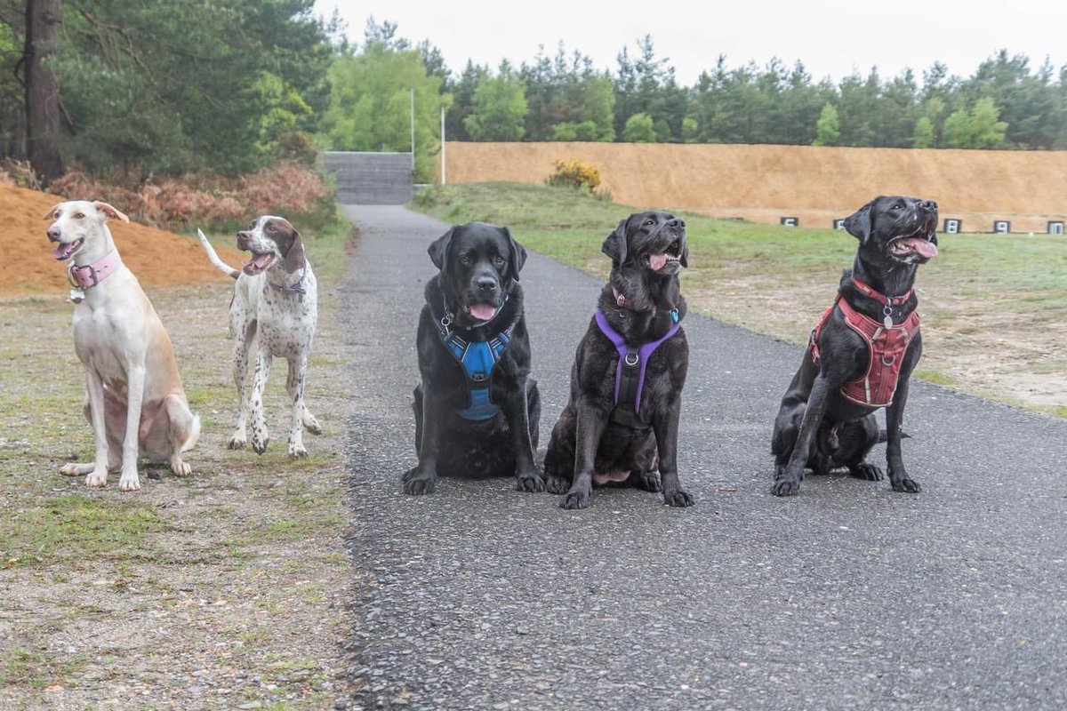 olive_blacklab's tweet photo. Yesterday @freddiethelab MummyF came visiting with her camera @ToraTheExplore1 & his HM we took them to #AshRanges with LeggyJaney PoppyPointer Jim Moi and Tora #bonkers https://t.co/Pb8bsdlo0h