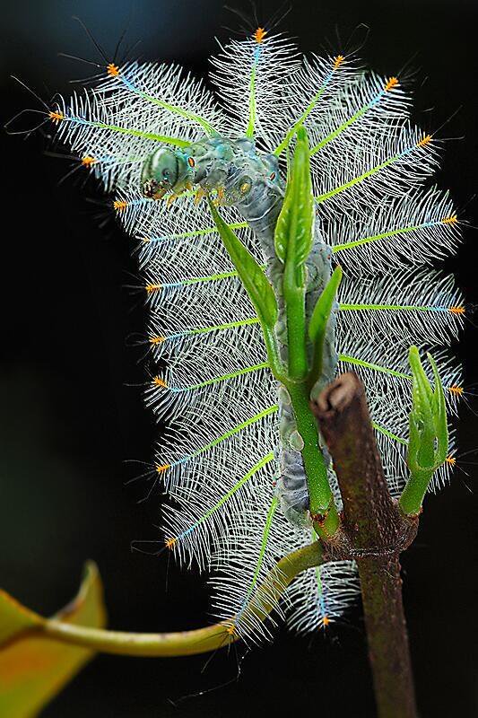 Lexias pardalis caterpillar. (Photo macrojunkie)