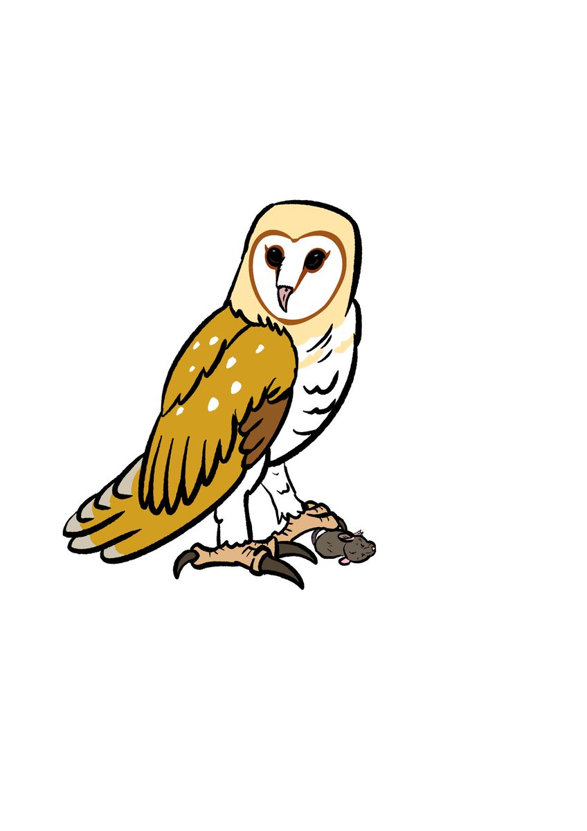 Tomjarobz93's tweet photo. Some owl designs I did for @thevalecartoon . 1 of 3
#thevale #animation #animationassets #procreate #characterdesign #owl #birdsofprey #2danimation
#tawnyowl #barnowl #uralowl #tengmamlowl #ebbwvale #ebbwvaleowlsanctuary https://t.co/BYvH0as1Nw
