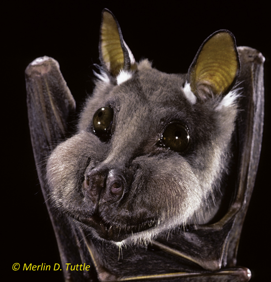 Wahlberg's epauletted fruit bat is an important pollinator in southern Africa. (Photo Merlin D. Tuttle)