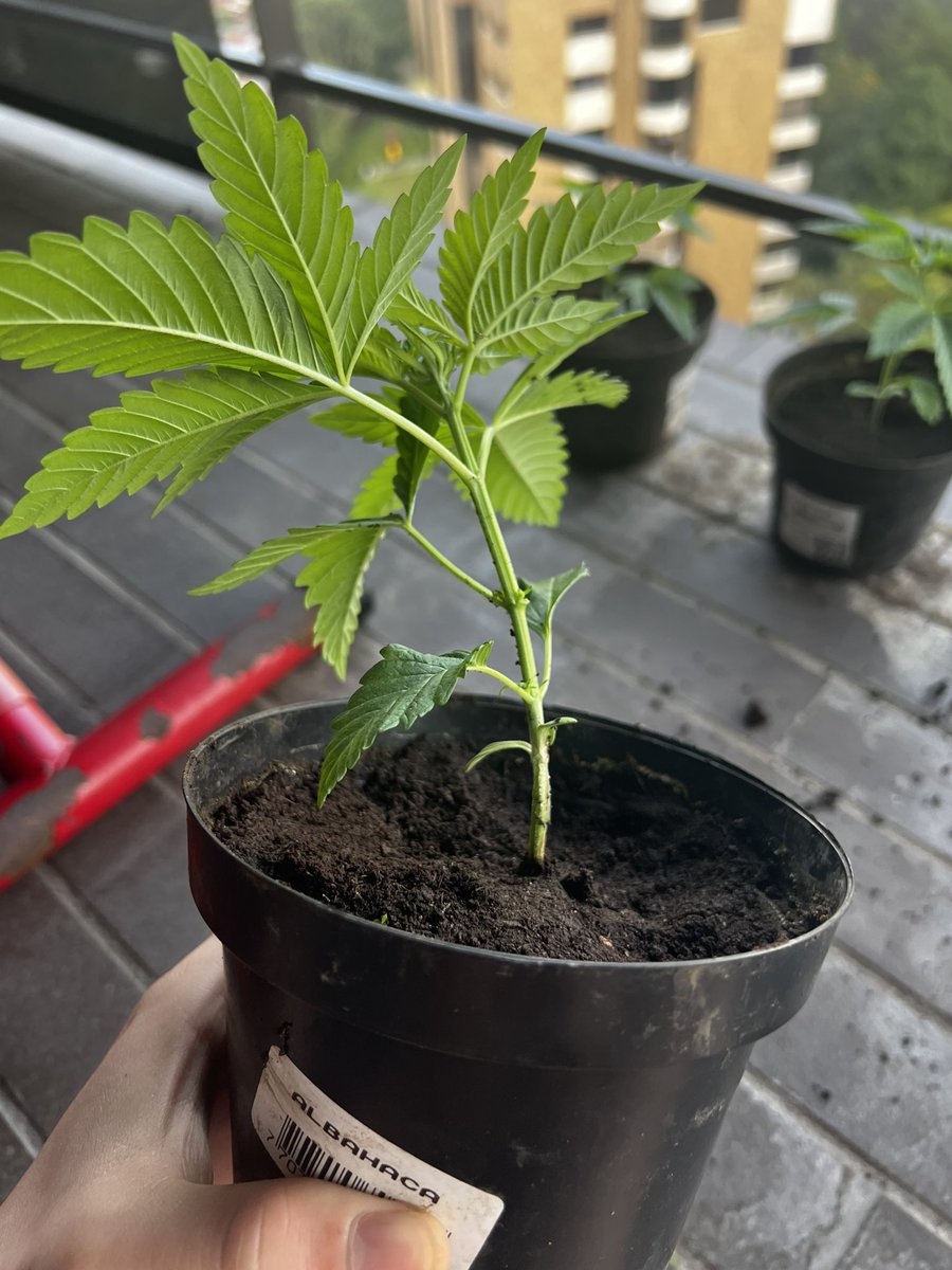 juancervezas's tweet photo. Hoy se me fue al piso la mas bonita y se maltrató bastante, ojalá se recupere🌱⛑️ https://t.co/fWNxxjUML7