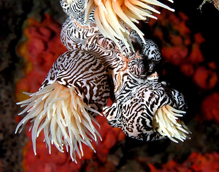 Zebra striped sea anemone (Nemanthus annamensis). (Photo Nhobgood)