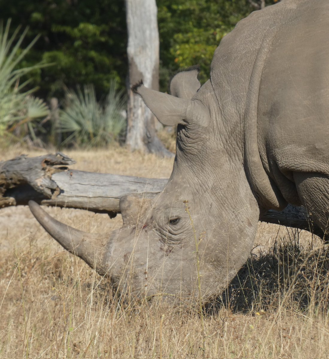 #whiterhinoceros #whiterhino #rhino #シロサイ #サイ #safari #safariafrica #gamedrive #wildanimals #wildlife #mosioatunya #zambezi #livingstone #Zambia #africa #サファリ #ワイルドライフ #ゲームドライブ #モシオトゥニャ #ザンベジ #リビングストン #ザンビア #アフリカ #LUMIX