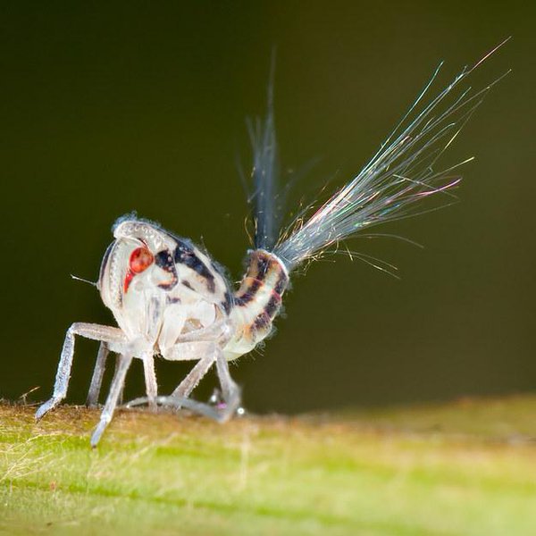 This planthopper nymph shoots wax out of its bottom to distract & confuse predators. (Photo David Reed)