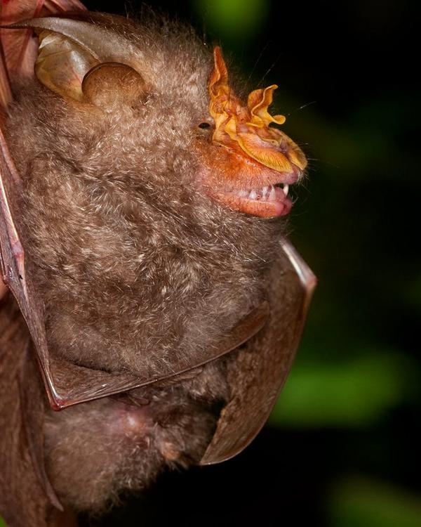 Trefoil horseshoe bat. (Photo M.A. Muin)