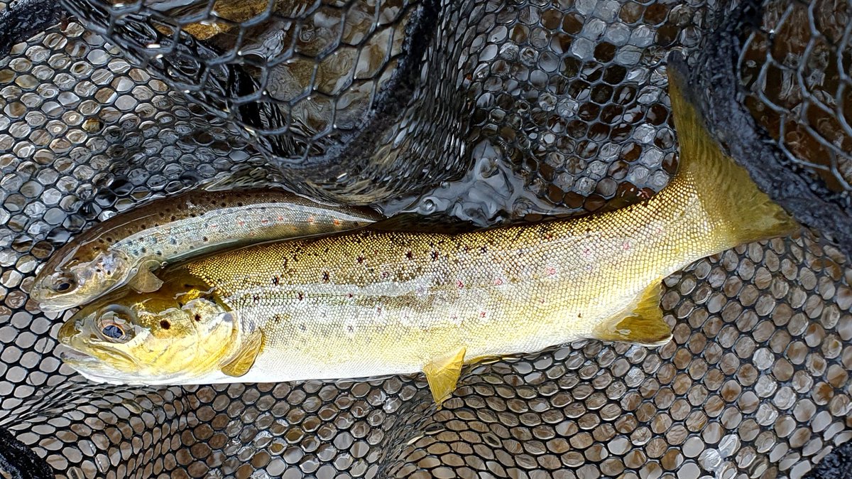 GayleMarsh14's tweet photo. The rain was biblical at times today but it didn't seem to bother the fish.
#flyfishing 
#flytying
#sharingflieswithastranger https://t.co/XENKqzz3YJ