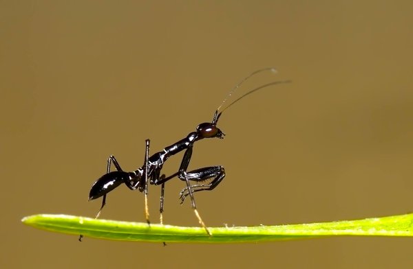 This Asian mantis is an incredible ant mimic! (Photo Sunny Josef)