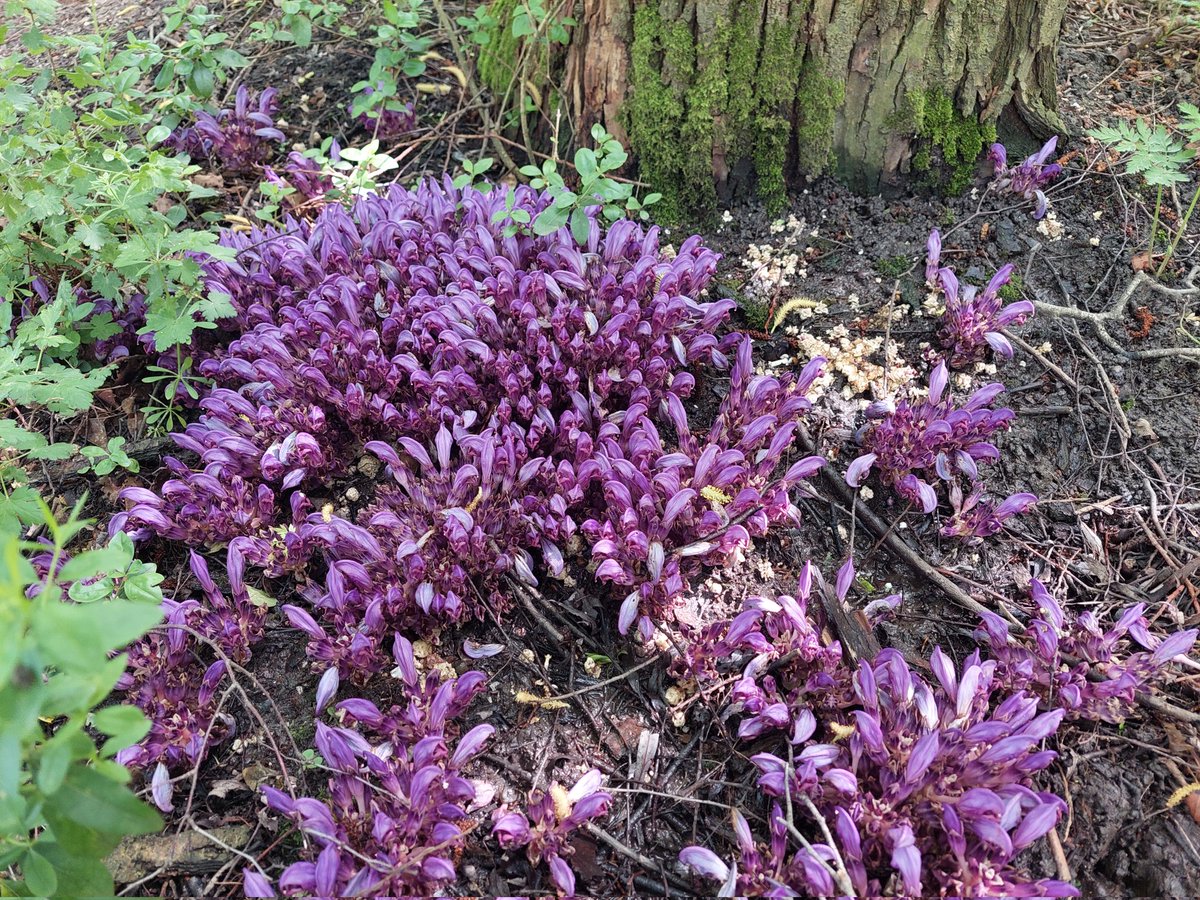 ecoloog079 tweet media