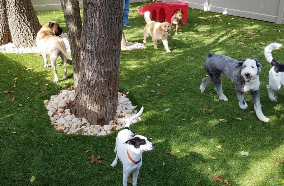 Artificial grass provides a soft and safe surface your pets will love to play on. Call or visit us to learn more about our pet-friendly grass options: 844-974-8873 | bit.ly/3vtz6Xg  

#petgrass #doglife #artificialturf