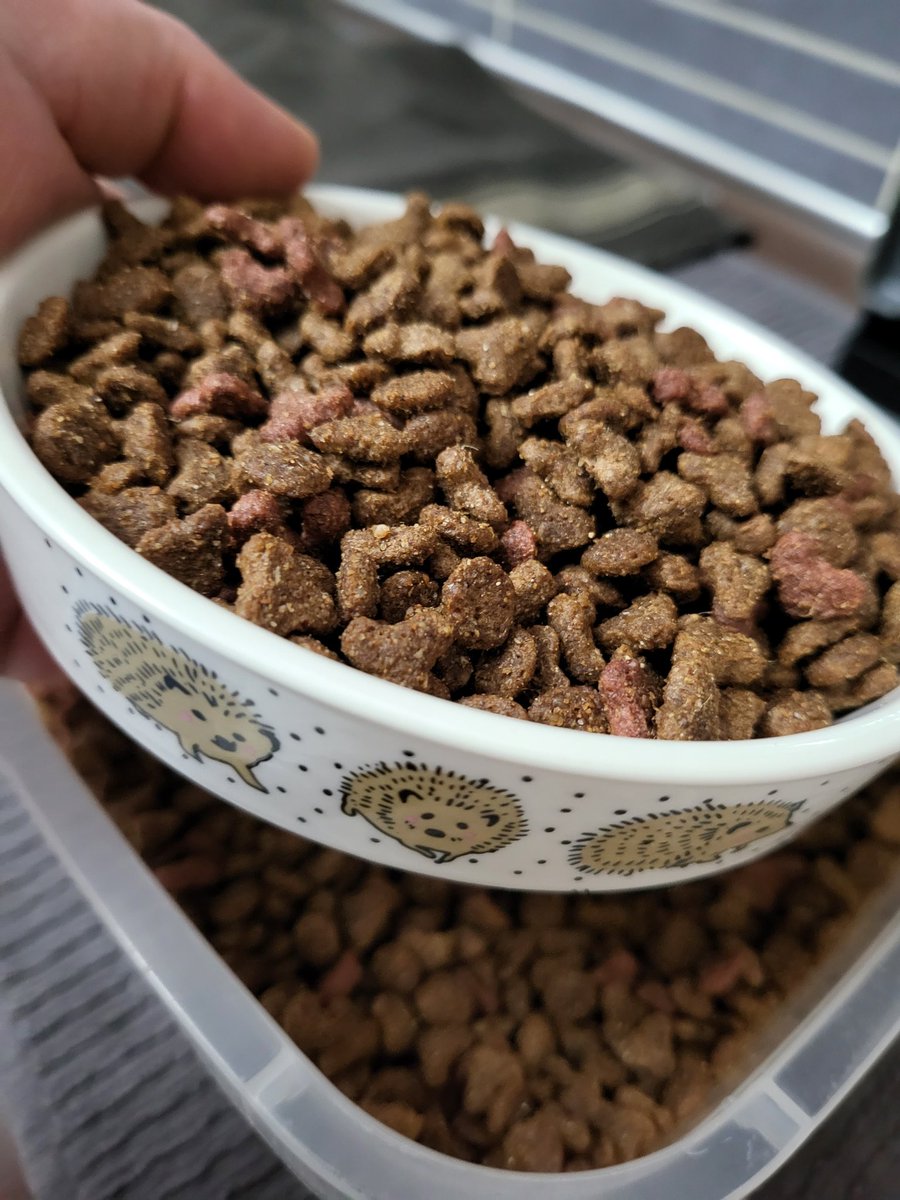 G3r4ld0_B4rr0s's tweet image. A bowl 🥣 of cat kibble - meat no fish - and some fresh water 💧 - never milk - goes a long way to give 🦔 some help to thrive. Did you know that the prickly population is in decline and hedgehogs are endangered? 😕 We can all help! 
#hedgehogs
#helpthehedgehogs 
#hedgehoglife