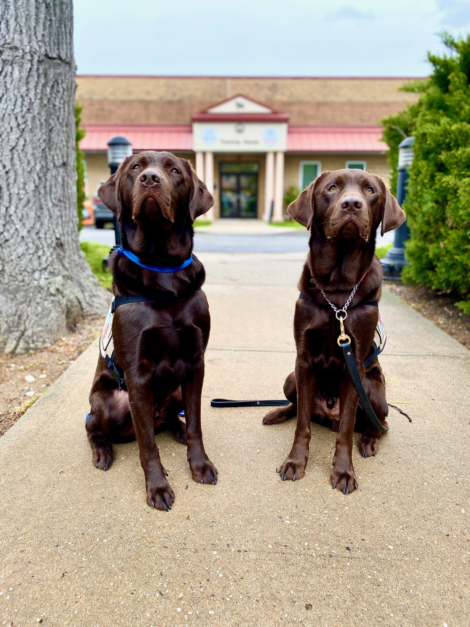 Hockey pup! Chocolate lab Biscuit is Capitals' new service dog in