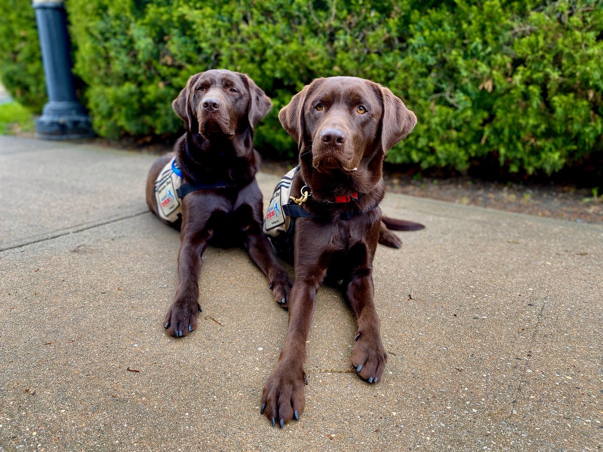 training is going well with my brother hershey !!