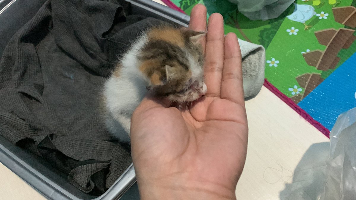 linoyaasa's tweet photo. GUYS PLIS HELP RT MUNGKIN ADA YANG SUKA KUCING DSINI PLIS ADOPT KITTEN INI AKU GABISA URUS KARWNA IBU KOST NENTANG BANGET AKU NEMU DIA DI JALAN SENDIRIAN😭 https://t.co/lQd1jnnddF
