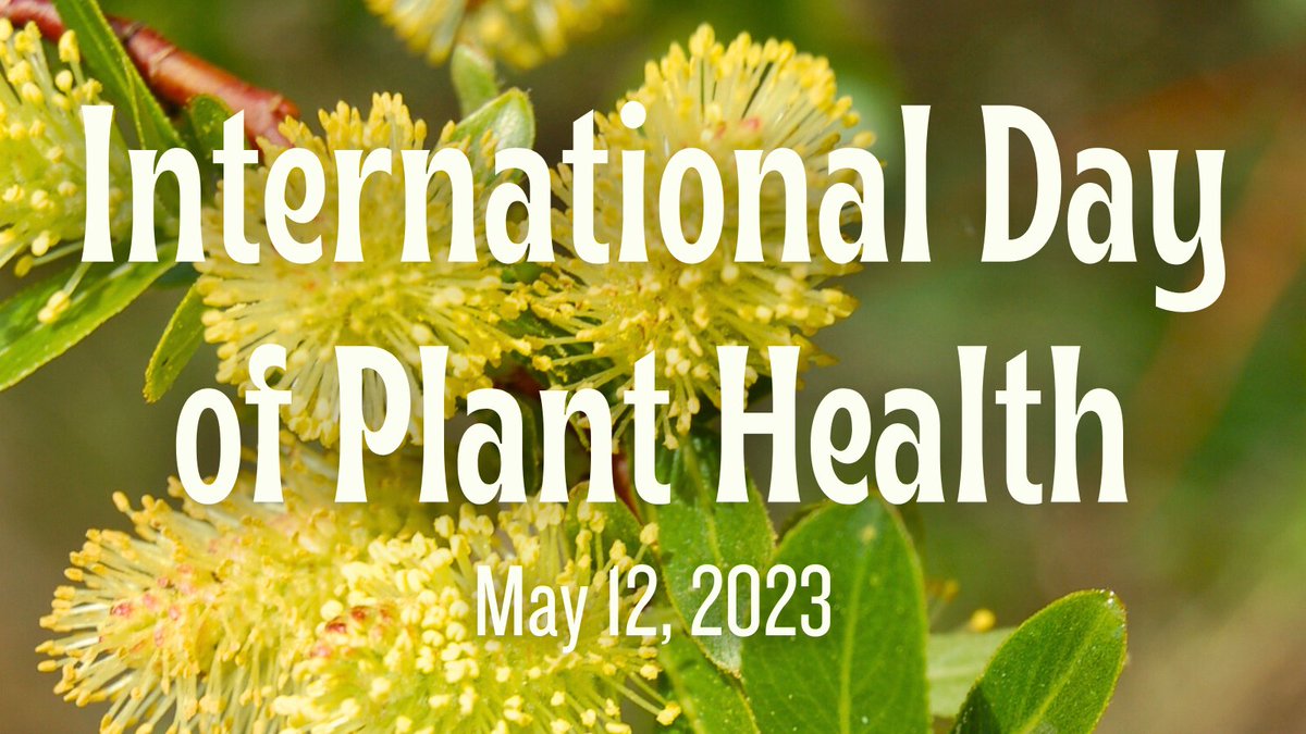 Today is 🌳 #InternationalDayofPlantHealth!🌿Healthy plants, especially native trees and shrubs, are  vital to #RiparianAreas, as their root systems hold soils in place to reduce erosion. Here's to healthy plant communities 🌲🌳🌾🌻- thanks for keeping our ecosystems resilient!🌎