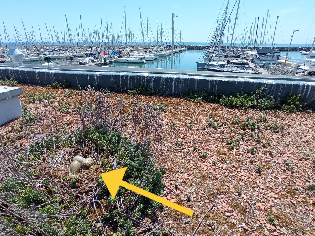 Daniel Roca tweet media