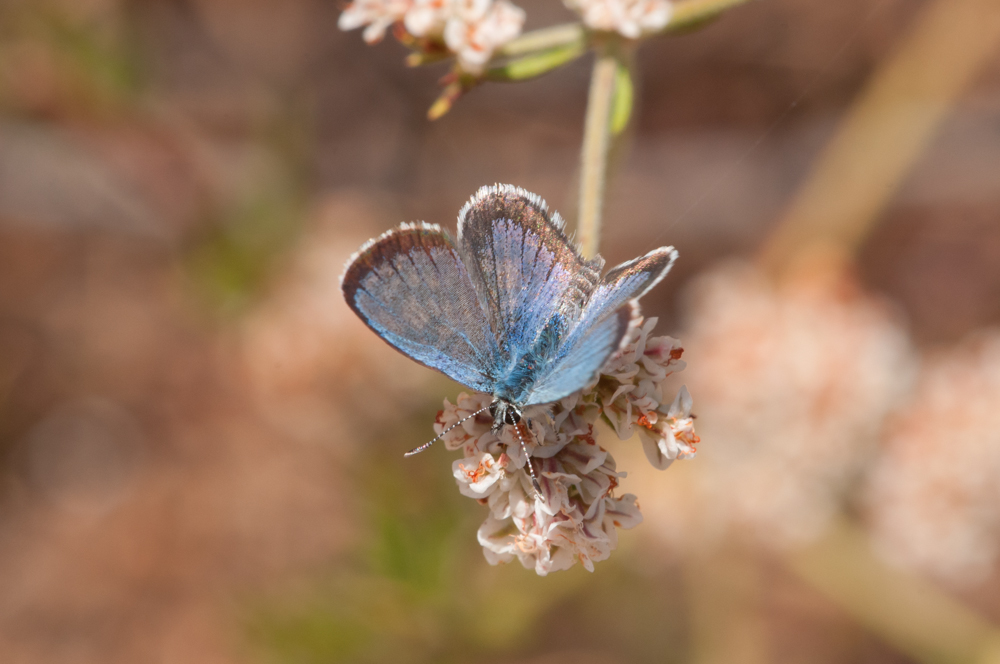 IRNLandmarks's tweet photo. Flutter your wings with excitement because we're kicking off #butterflyweek with the magnificent Bernardino Blue! 🦋
#Didyouknow that this stunning butterfly is only found in a small area of Southern California, and its larvae feed exclusively on California Buckwheat? https://t.co/niSDUbXIQP