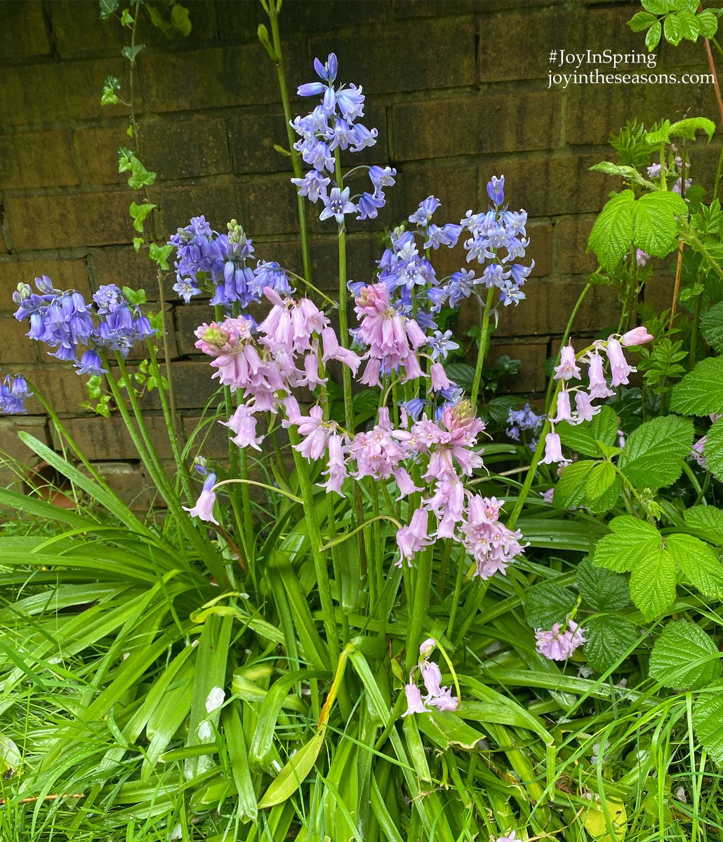 JoyInTheSeasons's tweet image. #JoyInSpring 💗💜