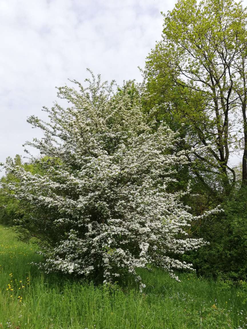 123writer's tweet image. Celebrating #spring #springlove