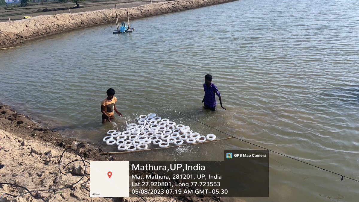 FDepar2's tweet photo. Shrimp seed stocking , Distt Mathura @FisheriesGoI @nfdbindia https://t.co/483N8iBL5s