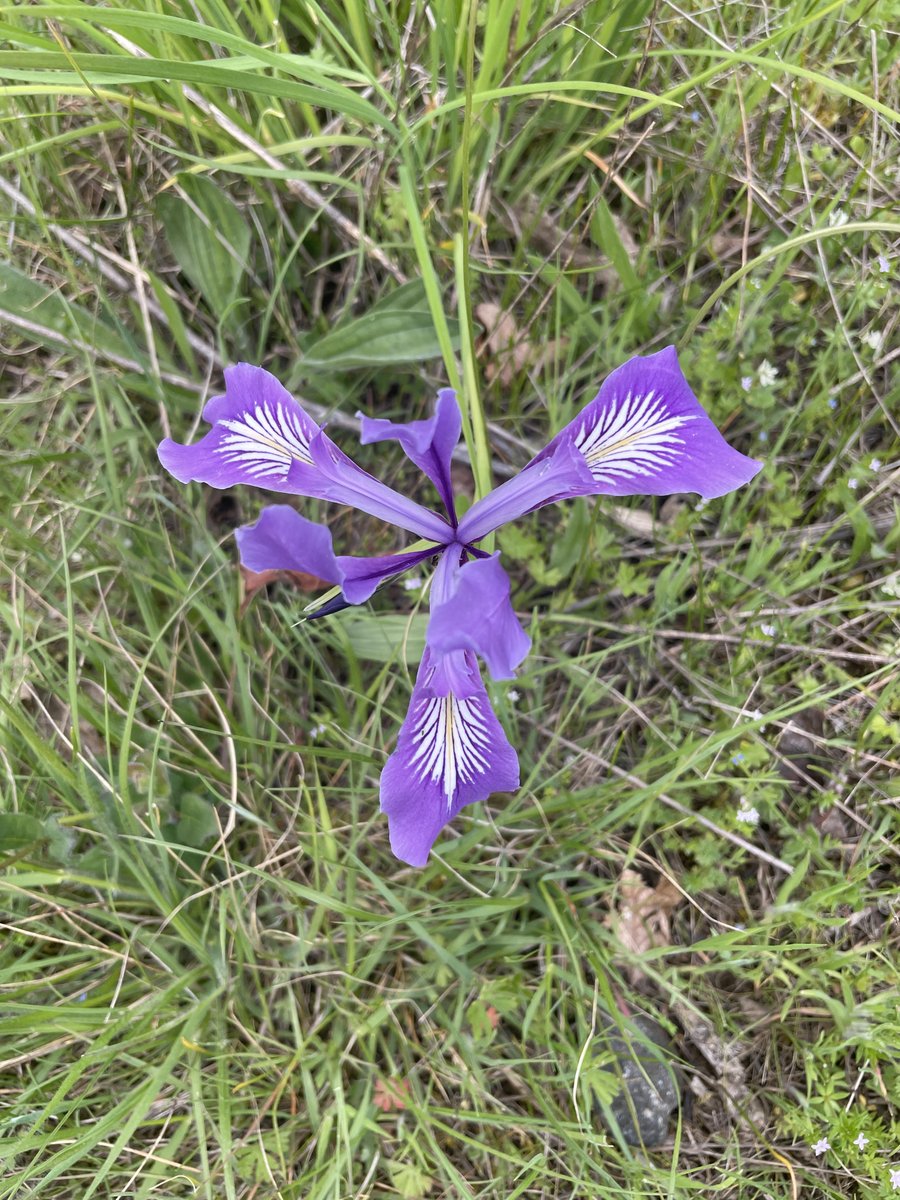 Every walk in the woods has really delivered on blooms these last few weeks.