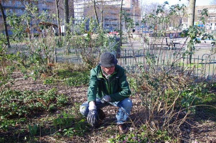 Parken010's tweet photo. Woensdag 10 mei + vrijdag 12 mei MEE met stadsdokter @rinibiemans van @creatiefbeheer in #Park1943 va. 10.30 uur. Meer weten over de #righttochallenge, 't andere #tuinieren, creatief #parkbeheer ? Mail dan naar 👉 info@creatiefbeheer.nl. Meer info op 📲: https://t.co/aTq09C8ghe. https://t.co/XwHQZvIXS2